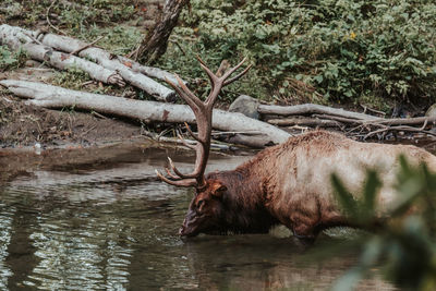 The moose drink from river