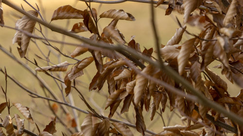 Close-up of dry leaves on plant