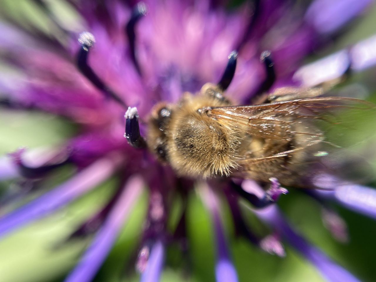 CLOSE-UP OF HONEY BEE POLLINATING ON PURPLE FLOWER