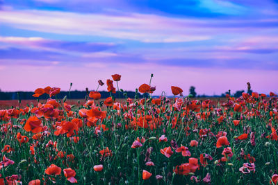 View of flowering plants on field against orange sky