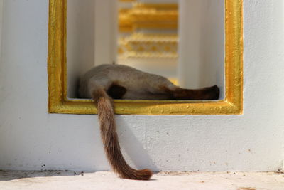 Cat relaxing on wall