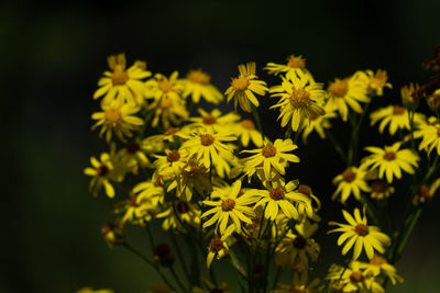 Close-up of yellow flowering plant on field