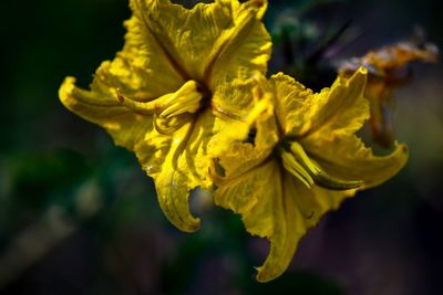 Close-up of yellow flowering plant