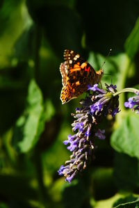 Close-up of butterfly pollinating on purple flower