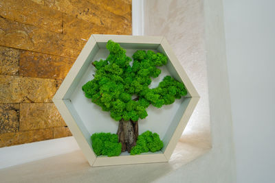 High angle view of potted plants on table