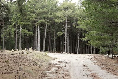 Dirt road amidst trees in forest