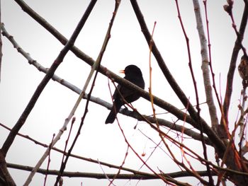 Low angle view of bird perching on branch against sky