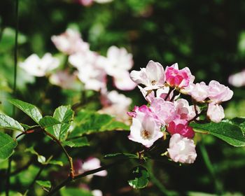 Close-up of pink flowers blooming outdoors