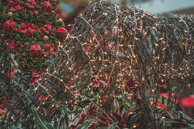 Close-up of christmas tree