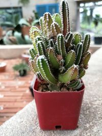 Close-up of fresh red cactus in pot