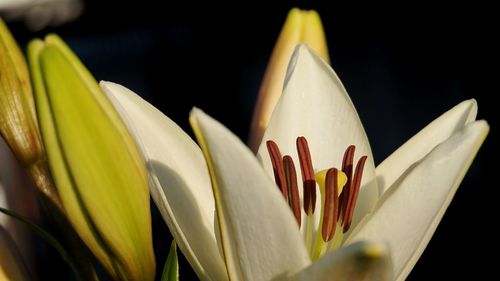 Close-up of yellow flowering plant against black background