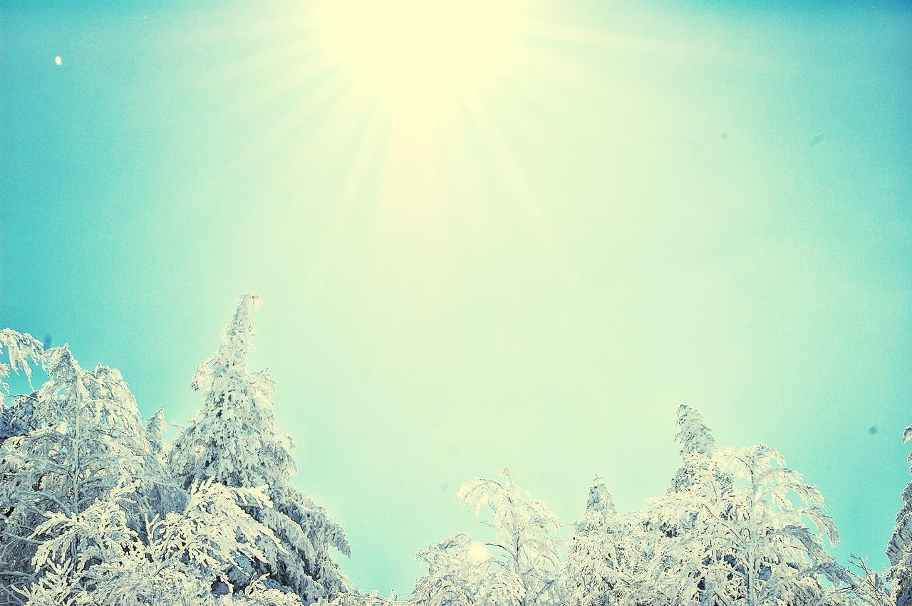 blue, clear sky, snow, sun, sunlight, low angle view, winter, cold temperature, sunbeam, tranquility, nature, beauty in nature, tree, sunny, lens flare, season, day, growth, tranquil scene, bright