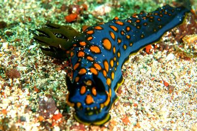 Close-up of fish in sea