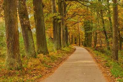 Road amidst trees in forest