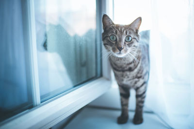 Portrait of cat on window sill