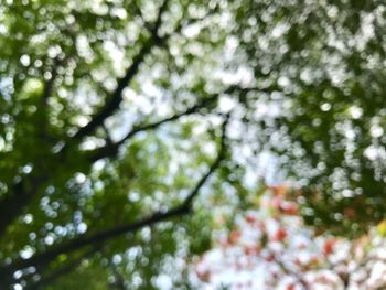 Low angle view of trees growing in forest