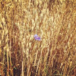 Close-up of grass growing in field