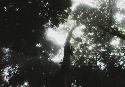 Low angle view of trees against the sky