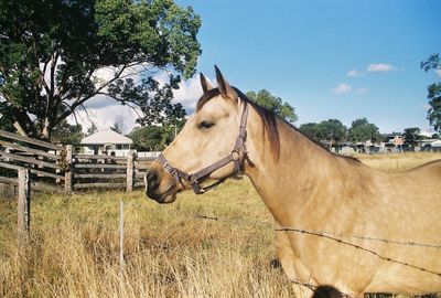 Horse standing in field