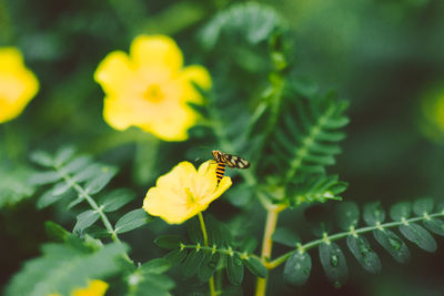 Close-up of insect on yellow flower