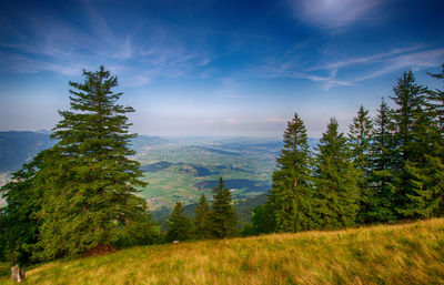 Trees on landscape against sky