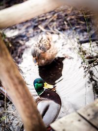 High angle view of bird perching on wood