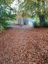 Surface level of dry leaves on footpath in forest