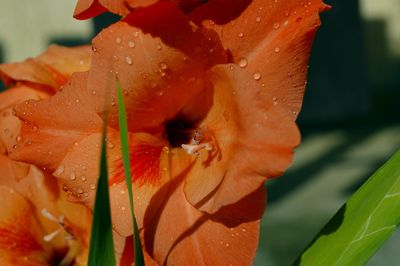 Close-up of water drops on orange rose