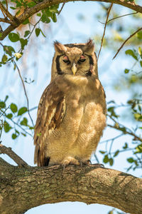 Verreaux eagle-owl on branch in dappled sunlight