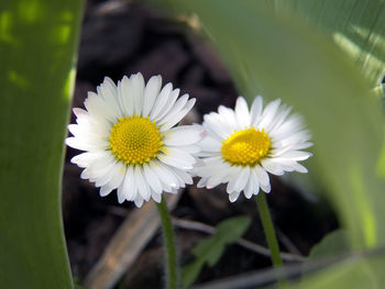 Close-up of white flowering plants