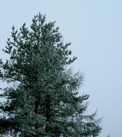 Low angle view of tree against clear sky