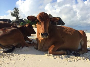 Cows sitting on sand at beach against sky