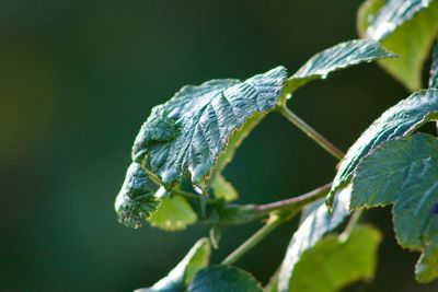 Close-up of insect on leaves