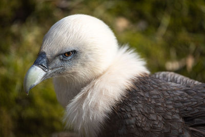 Close-up of bird