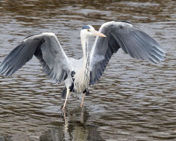 View of birds in river