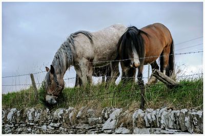 Horses grazing on field against sky