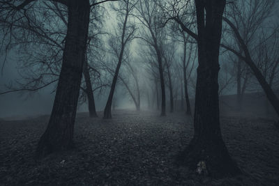 Trees in forest during foggy weather