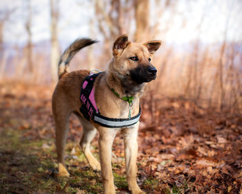 Portrait of dog standing on field