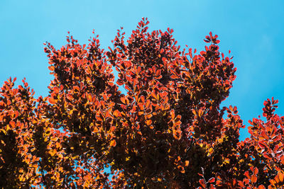 Low angle view of flowering plants against clear blue sky