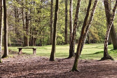 Trees on landscape