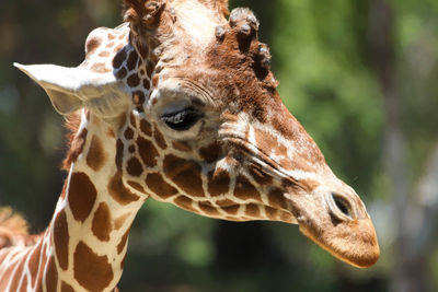 Close up of a giraffe