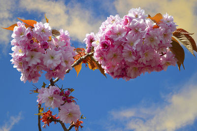 Low angle view of pink cherry blossoms against sky