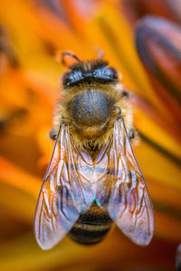 Close-up of bee on flower