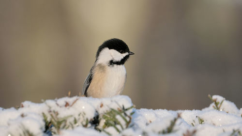 Chickadee in snow