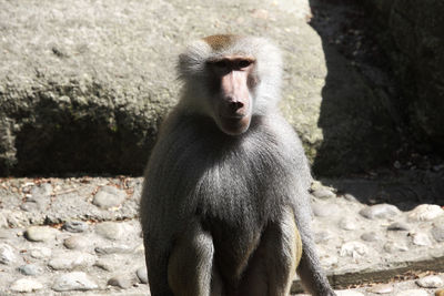 Baboon sitting on a rockin the zoo