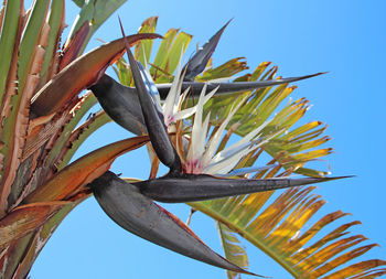 Low angle view of plants against clear blue sky