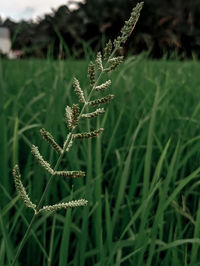 Close-up of crops growing on field