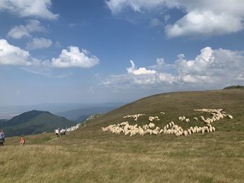 Scenic view of grassy field against sky