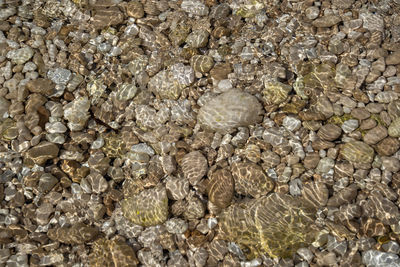 High angle view of a lizard on rock