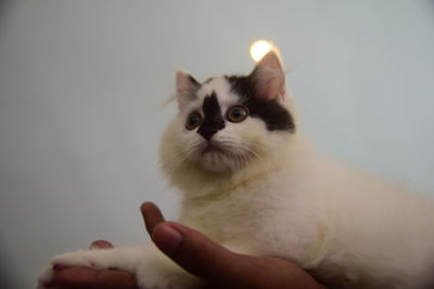 Close-up of hand holding cat